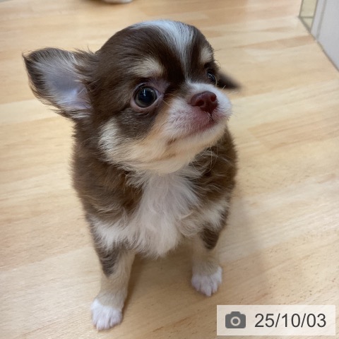 チワワの写真