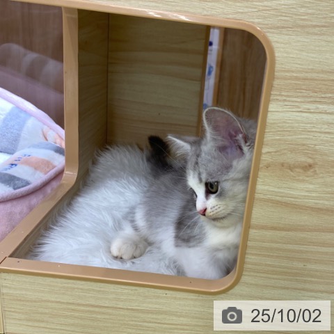 ラガマフィンの写真