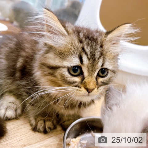 ラガマフィンの写真
