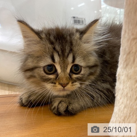 ラガマフィンの写真