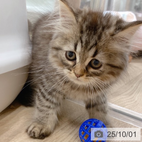ラガマフィンの写真