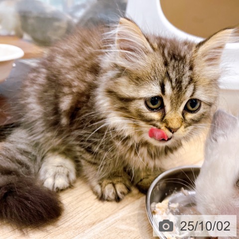 ラガマフィンの写真