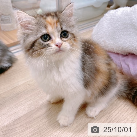 ラガマフィンの写真