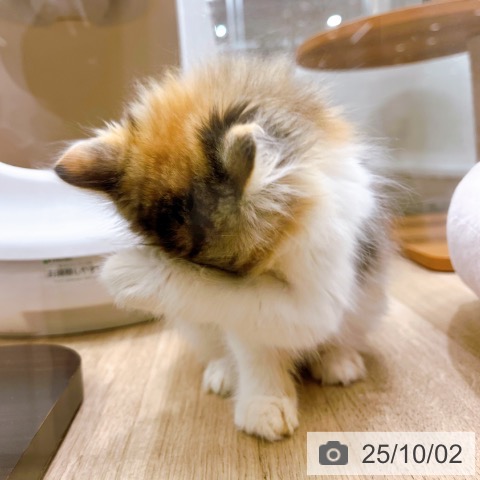 ラガマフィンの写真