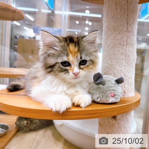 ラガマフィンの写真