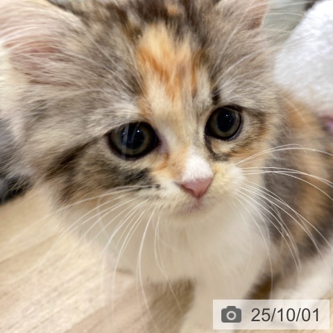 ラガマフィンの写真