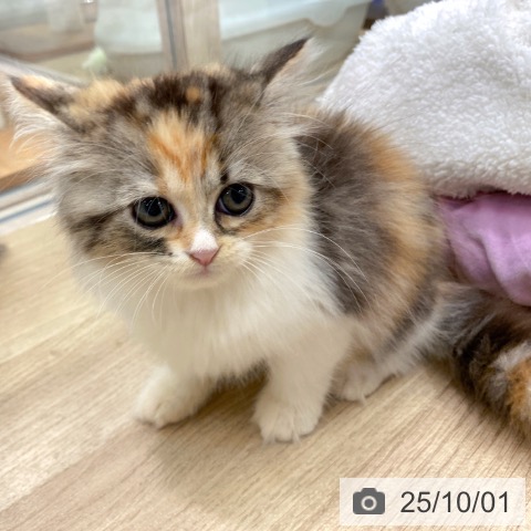 ラガマフィンの写真