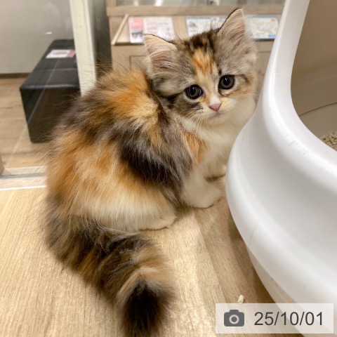 ラガマフィンの写真