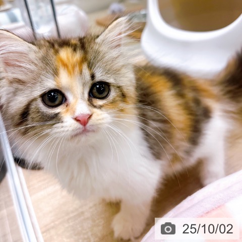 ラガマフィンの写真