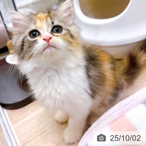 ラガマフィンの写真