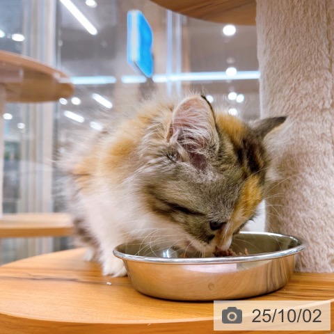 ラガマフィンの写真