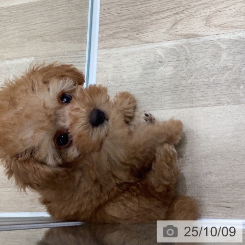 トイ・プードルの写真