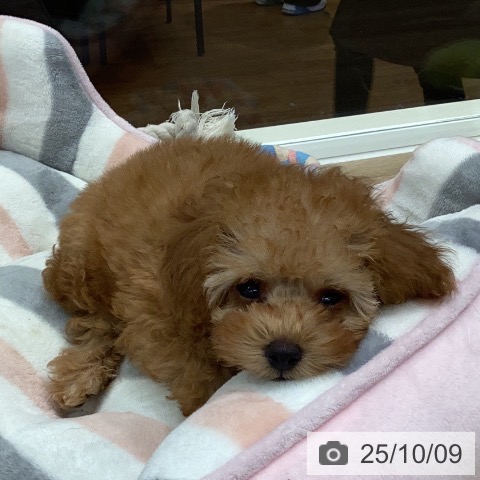 トイ・プードルの写真