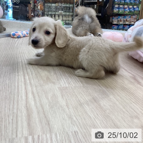 カニーンヘン・ダックスフンドの写真
