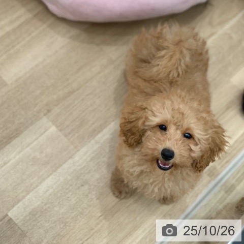 トイ・プードルの写真