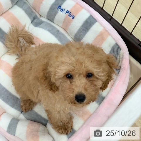 トイ・プードルの写真