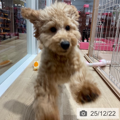 トイ・プードルの写真