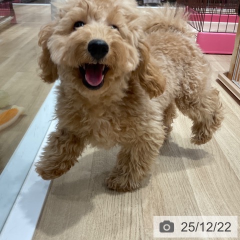 トイ・プードルの写真