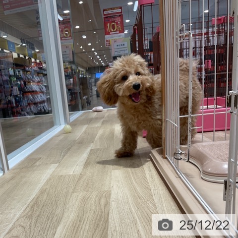 トイ・プードルの写真