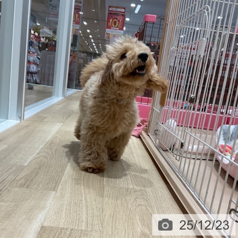 トイ・プードルの写真