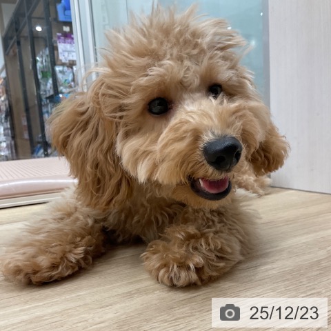 トイ・プードルの写真