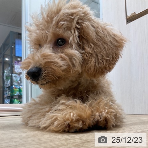 愛知県のトイプードル(トイ) (ペットプラス 上飯田店/2025年8月1日生まれ/男の子/アプリコット)の子犬の4枚目の画像