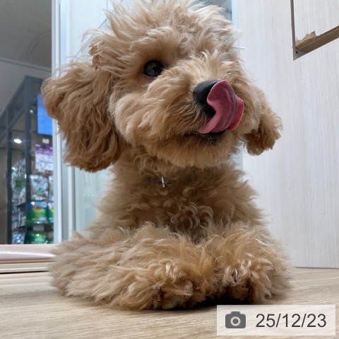 愛知県のトイプードル(トイ) (ペットプラス 上飯田店/2025年8月1日生まれ/男の子/アプリコット)の子犬の3枚目の画像