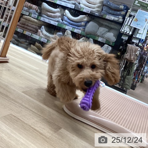 愛知県のトイプードル(トイ) (ペットプラス 上飯田店/2025年8月1日生まれ/男の子/アプリコット)の子犬の4枚目の画像