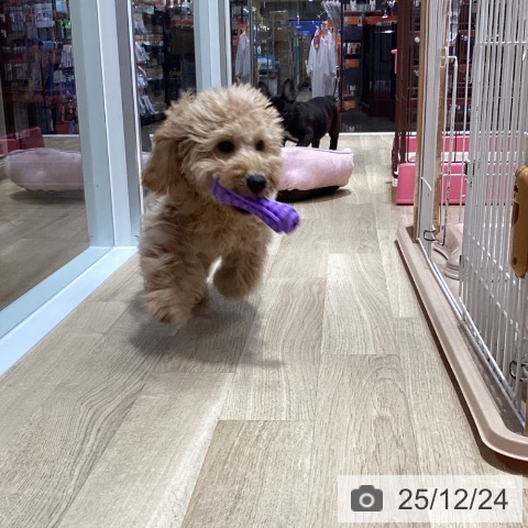 愛知県のトイプードル(トイ) (ペットプラス 上飯田店/2025年8月1日生まれ/男の子/アプリコット)の子犬の3枚目の画像