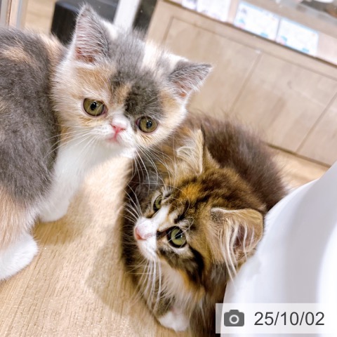 エキゾチック・ショートヘアの写真