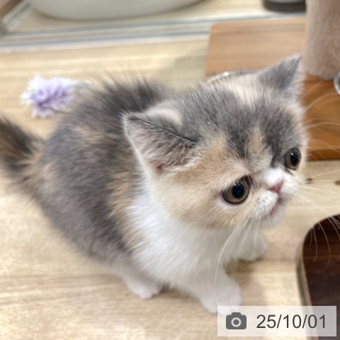 エキゾチック・ショートヘアの写真
