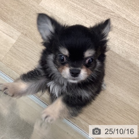 和歌山県のチワワ(ロング) (ペットプラス 和歌山店/2025年8月3日生まれ/男の子/ブラックタン)の子犬の3枚目の画像