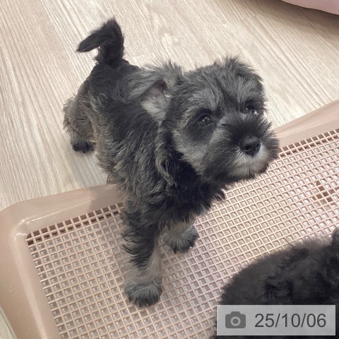 ミニチュア・シュナウザーの写真