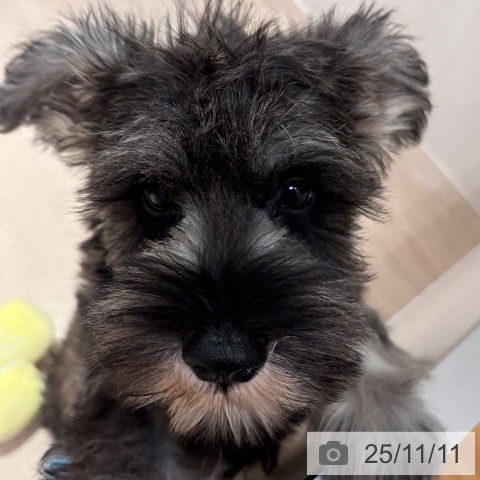 ミニチュア・シュナウザーの写真