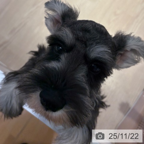 ミニチュア・シュナウザーの写真