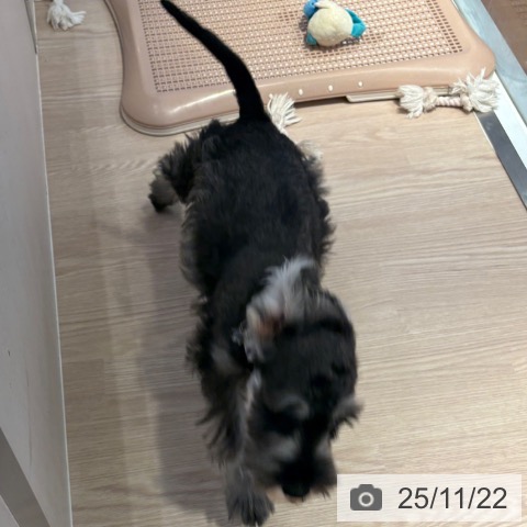 ミニチュア・シュナウザーの写真