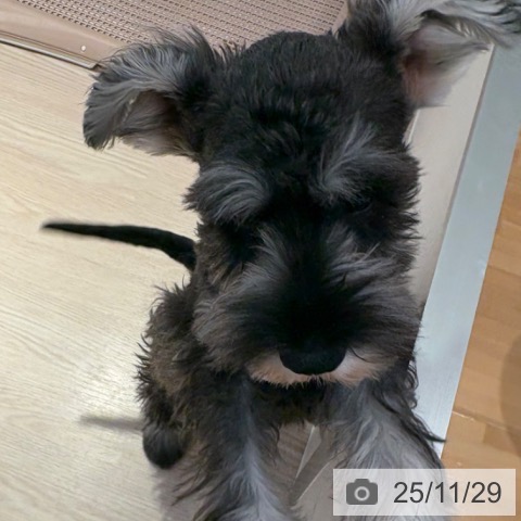 ミニチュア・シュナウザーの写真