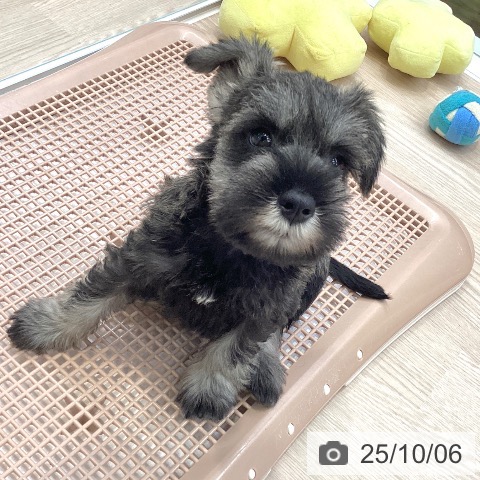 ミニチュア・シュナウザーの写真