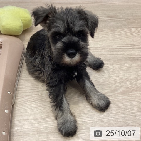 ミニチュア・シュナウザーの写真