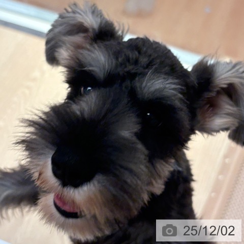 ミニチュア・シュナウザーの写真