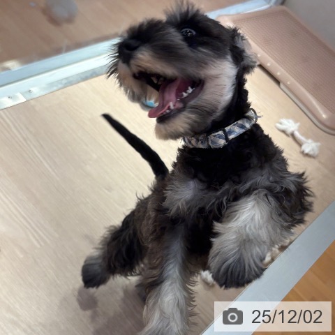 ミニチュア・シュナウザーの写真