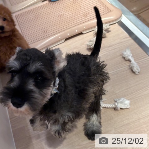 ミニチュア・シュナウザーの写真