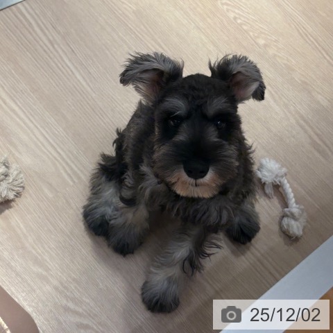 ミニチュア・シュナウザーの写真