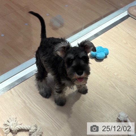 ミニチュア・シュナウザーの写真