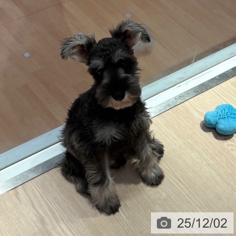 ミニチュア・シュナウザーの写真