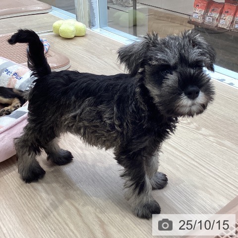 ミニチュア・シュナウザーの写真