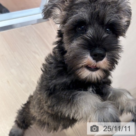 ミニチュア・シュナウザーの写真