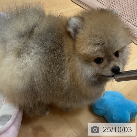 ポメラニアンの写真