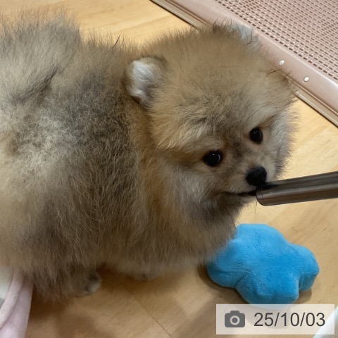 ポメラニアンの写真