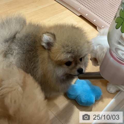 ポメラニアンの写真